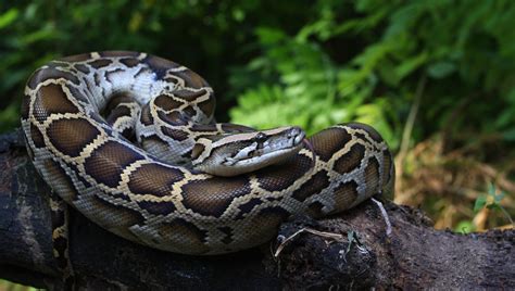 How Do They Do That? Burmese Pythons Open Wide For Super-Size Prey | IFLScience