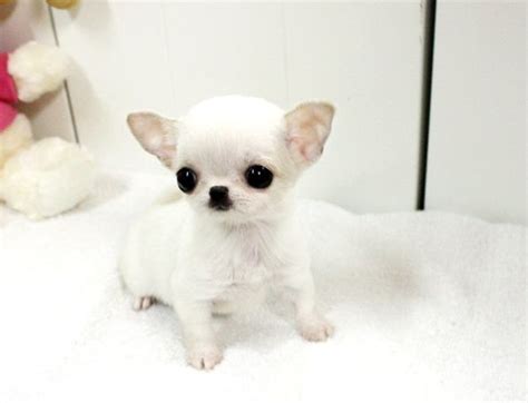 Teacup Chihuahua Images Images & Pictures - Becuo