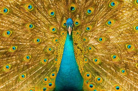 Male Peacock Has Colorful Feathers Stock Image - Image of feathers, dancing: 41155011