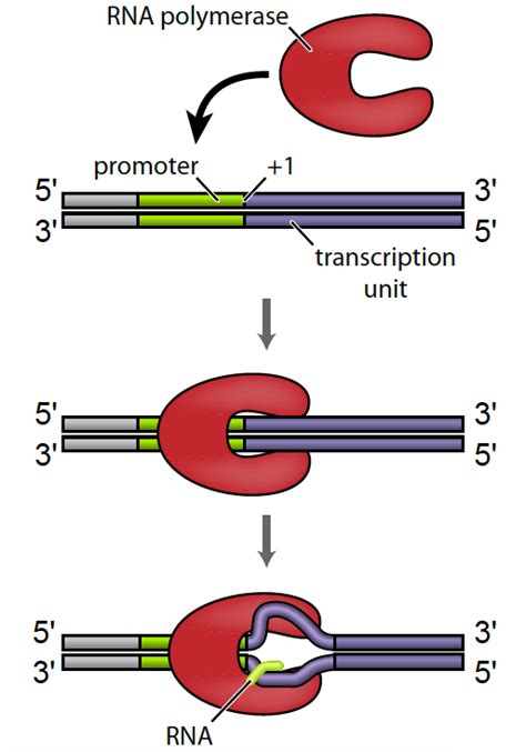 Rna Polymerase In Prokaryotes