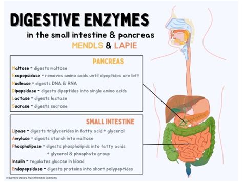 What is the Difference Between Proteolytic Enzymes and Digestive Enzymes - Pediaa.Com