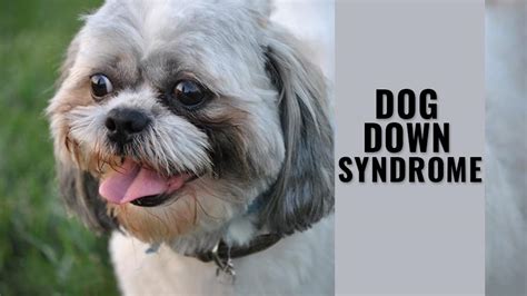 Can Dogs Have Down Syndrome? Facts On Dog Down Syndrome - Petmoo