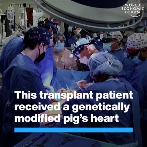 First Transplant Patient Receives A Pig’s Heart | World Economic Forum