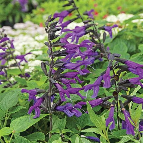 Annual Salvia | White Flower Farm