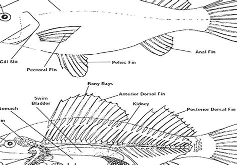 Diagram Of Fish Fins