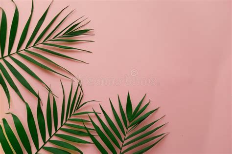 Green Leaves on Pink Background. Flat Lay, Top View Stock Photo - Image of bright, flowers ...