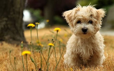 √ Cute Puppies HD Wallpapers - wallpaper202