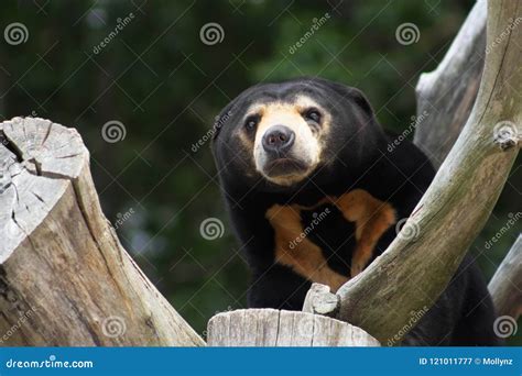 Close Up Portrait Image of a Sun Bear Stock Image - Image of cuddly, black: 121011777