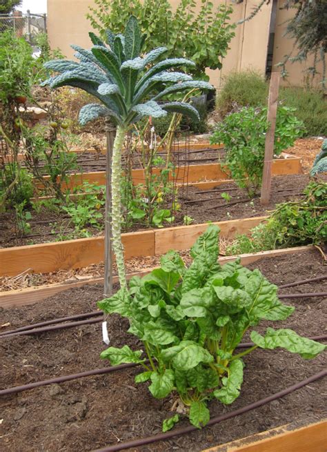 Harvesting Swiss chard and Kale - School Garden Weekly