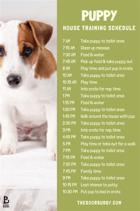 Puppy house training tips – Artofit