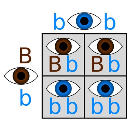 Punnett Squares — Examples & Diagrams - Expii