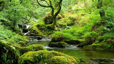 Temperate Rainforest in the UK - Woodland Trust