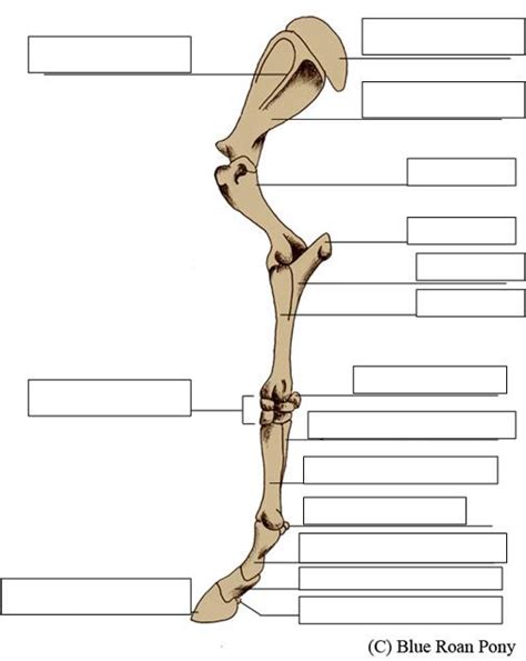 Horse leg anatomy Diagram | Quizlet