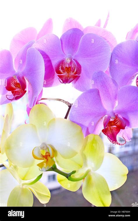 branch of pink and yellow orchids Stock Photo - Alamy