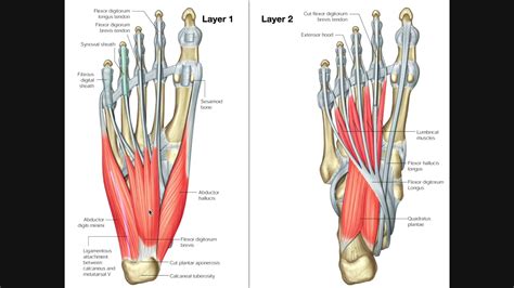 Foot Muscles Diagram