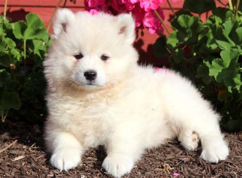 Samoyed Puppies for Sale - Keystone Puppies