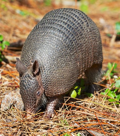 Everglades National Park, Florida | Wildlife biologist, Everglades, Everglades national park