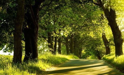 photography, Landscape, Trees, Nature, Plants, Summer, Road Wallpapers HD / Desktop and Mobile ...