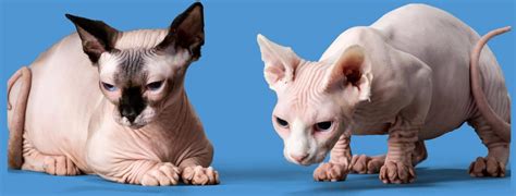 How to Care for Hairless Cats