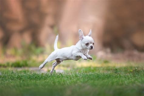 Teacup Chihuahua: Dog Breed Guide - Dog Academy