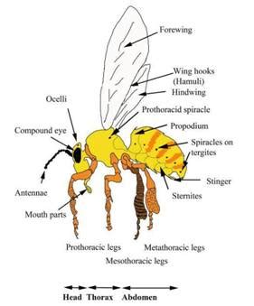 Drone Honey Bee Diagram - Drone HD Wallpaper Regimage.Org