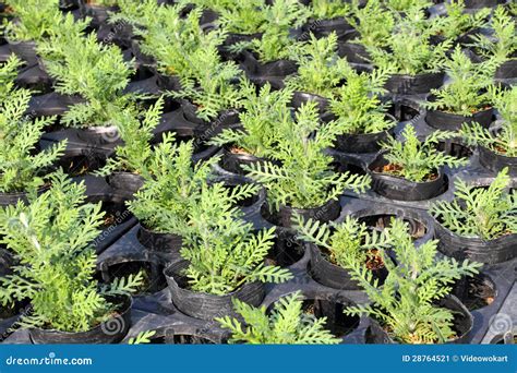 Plants in Greenhouse Nursery Stock Image - Image of nursery, plastic: 28764521