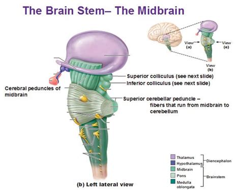 function of the superior colliculus - Captions Prince