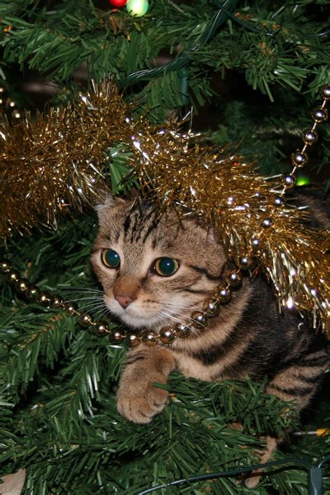 Why Do Cats Like Christmas Trees? - My Cat Genius