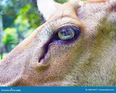 Close Up Eye of Eld`s Deer. Stock Image - Image of focus, buck: 160614077