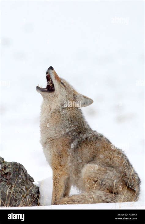 Coyote howling hi-res stock photography and images - Alamy