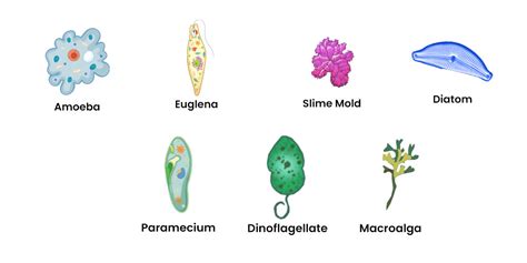 Protists Examples With Names