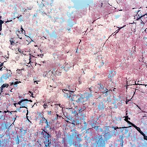 Japanese Cherry Blossom Tree