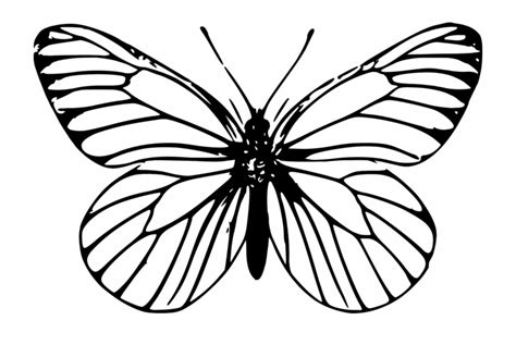 butterfly clipart outline 20 free Cliparts | Download images on Clipground 2024