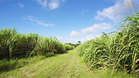 Sugar cane harvest 10286305 Stock Video at Vecteezy