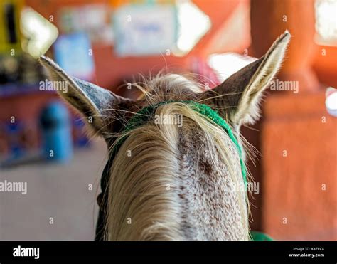 Horse ears back hi-res stock photography and images - Alamy