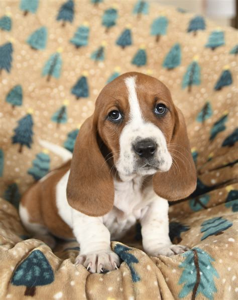 Basset Hound Puppies for Sale | Buckeye Puppies