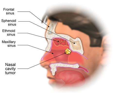 [DIAGRAM] Human Nasal Diagram - MYDIAGRAM.ONLINE