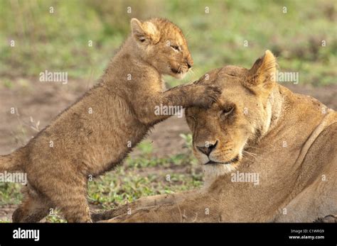 Stock photo of lion cub playing with his mom Stock Photo - Alamy