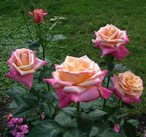 17 Best images about Bi-Color, Two-Toned Roses on Pinterest | Yellow roses, Bologna and Hybrid ...