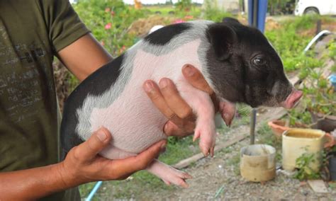 How Big Do Teacup Pigs Get? - A-Z Animals