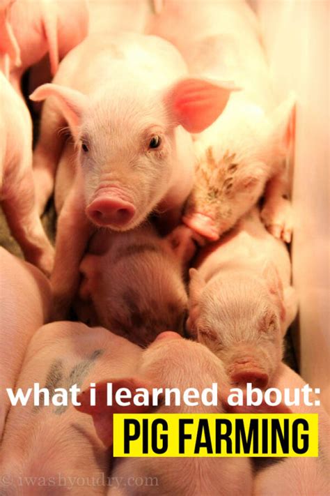 What I Learned About Pig Farming - I Wash You Dry