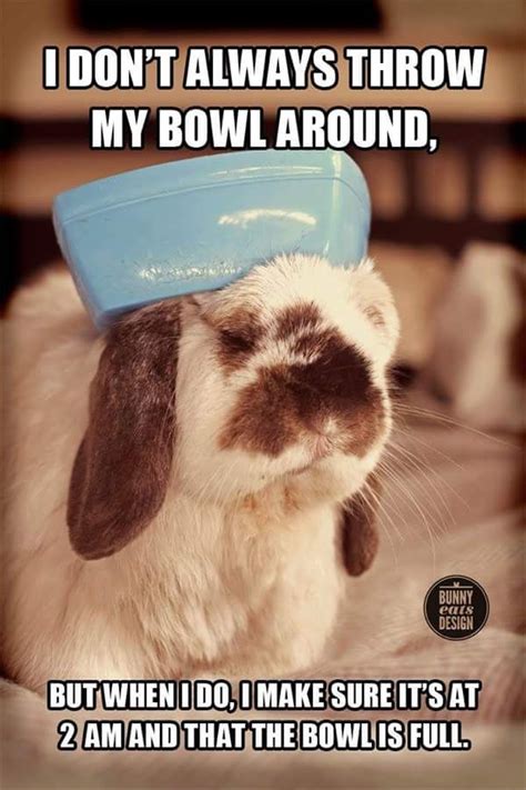 17 best Rabbit humor images on Pinterest | Funny bunnies, Baby bunnies and Bunnies