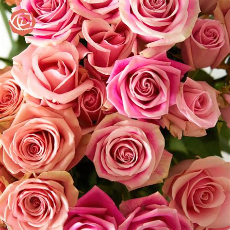 Buy Pink Bi-Color Eyecatcher Roses – Rose Farmers