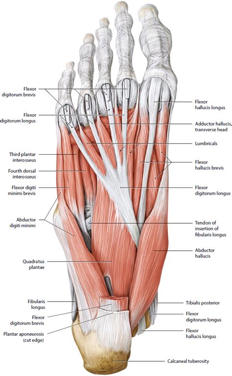 Plantar Foot Anatomy Diagram