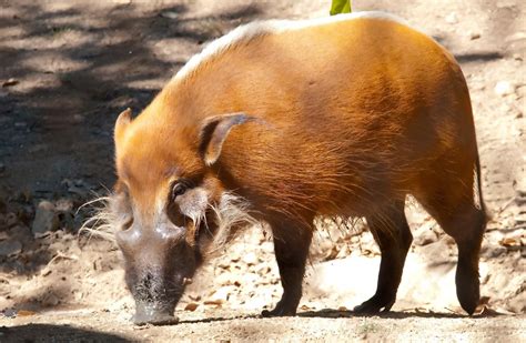 Animals: Red River Hog