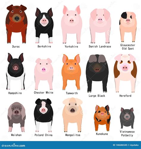 Pig Breeds Chart with Breeds Name Stock Vector - Illustration of animals, bacon: 146686545