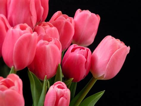 Pink Tulips wallpaper | 1152x864 | #83334