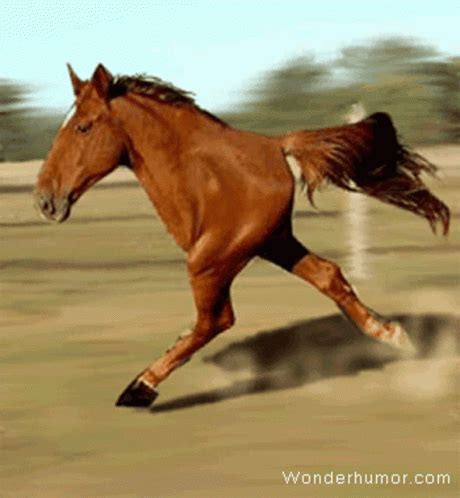 Running Half Horse GIF – Running Half Horse Half Body – discover and share GIFs