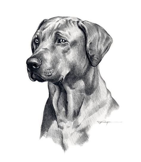 RHODESIAN RIDGEBACK Dog Pencil Drawing Art Print by Artist DJ - Etsy