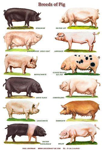 25+ bästa Pig breeds idéerna på Pinterest